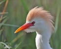 Cattle Egret