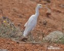 Cattle Egret