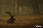 Cervus elaphus