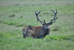 Cervus elaphus