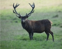 Cervus elaphus