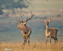 Cervus elaphus