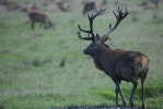 Cervus elaphus