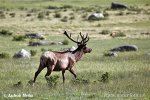 Cervus elaphus canadensis