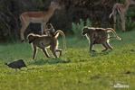 Chacma Baboon