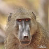 Chacma Baboon