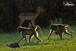 Chacma Baboon