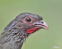 Chaco Chachalaca