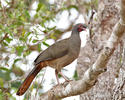 Chaco Chachalaca