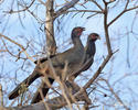 Chaco Chachalaca