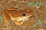 Chaco tree frog