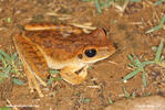 Chaco tree frog
