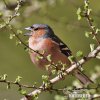 Chaffinch