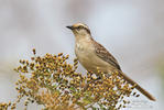 Chalk-browed Mockingbird