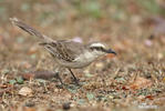 Chalk-browed Mockingbird