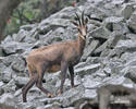 Chamois