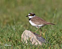 Charadrius dubius