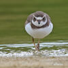 Charadrius semipalmatus