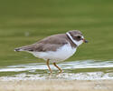 Charadrius semipalmatus