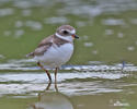 Charadrius semipalmatus