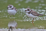 Charadrius semipalmatus