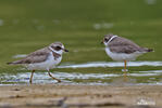 Charadrius semipalmatus