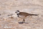 Charadrius vociferus