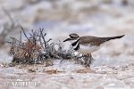 Charadrius vociferus