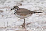 Charadrius vociferus