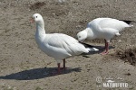 Chen caerulescens