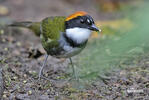 Chestnut-capped Brush-Finch