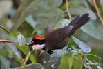 Chestnut-capped Brush-Finch