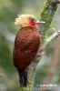 Chestnut-colored Woodpecker