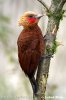 Chestnut-colored Woodpecker