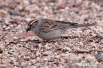 Chipping Sparrow