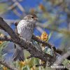 Chipping Sparrow