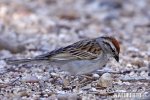 Chipping Sparrow