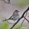 Chipping Sparrow