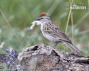 Chipping Sparrow