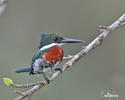 Chloroceryle amazona