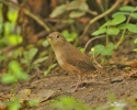 Chochín criollo