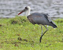 Ciconia episcopus