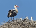 Cigogne blanche