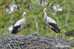 Cigogne blanche