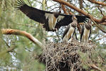 Cigogne noire