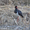 Cigogne noire