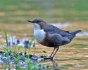 Cinclus cinclus
