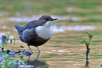 Cinclus cinclus