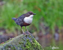 Cinclus cinclus