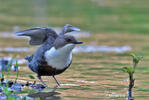 Cinclus cinclus